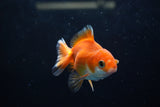 Baby Thai Oranda  Red White 3 Inch (ID#1224ToPTA-22) Free2Day SHIPPING