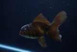 Juvenile Thai Oranda  Bronze 4 Inch (ID#1210To12c-91) Free2Day SHIPPING