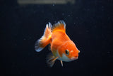 Baby Thai Oranda  Red White 3 Inch (ID#1224ToPTA-22) Free2Day SHIPPING