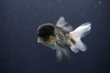 Thai Oranda  Panda 4 Inch (ID#1108To2a-67) Free2Day SHIPPING