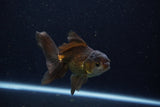 Juvenile Thai Oranda  Bronze 4 Inch (ID#1210To12c-91) Free2Day SHIPPING