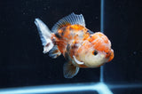 Yuan Bao Oranda  Calico 4 Inch (ID#415Yb10b-45) Free2Day SHIPPING