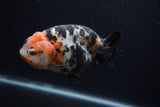 Milk Cow Ranchu  Calico 5 Inch (ID#0107R10c-98) Free2Day SHIPPING