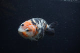 Milk Cow Ranchu  Calico 5 Inch (ID#0107R10c-98) Free2Day SHIPPING