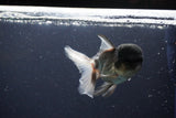 Thai Oranda  Panda 4 Inch (ID#1108To2a-67) Free2Day SHIPPING