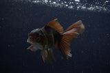 Juvenile Thai Oranda  Bronze 4 Inch (ID#1210To12c-91) Free2Day SHIPPING