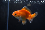 Baby Thai Oranda  Red White 3 Inch (ID#1224ToPTA-22) Free2Day SHIPPING