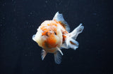 Yuan Bao Oranda  Calico 4 Inch (ID#415Yb10b-45) Free2Day SHIPPING