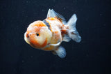 Yuan Bao Oranda  Calico 4 Inch (ID#415Yb10b-45) Free2Day SHIPPING