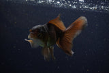 Juvenile Thai Oranda  Bronze 4 Inch (ID#1210To12c-91) Free2Day SHIPPING