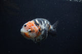 Milk Cow Ranchu  Calico 5 Inch (ID#0107R10c-98) Free2Day SHIPPING