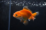 Baby Thai Oranda  Red White 3 Inch (ID#1224ToPTA-22) Free2Day SHIPPING