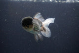 Thai Oranda  Panda 4 Inch (ID#1108To2a-67) Free2Day SHIPPING