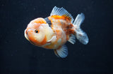 Yuan Bao Oranda  Calico 4 Inch (ID#415Yb10b-45) Free2Day SHIPPING
