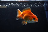 Baby Thai Oranda  Red White 3 Inch (ID#1224ToPTA-22) Free2Day SHIPPING