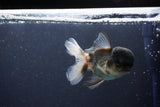 Thai Oranda  Panda 4 Inch (ID#1108To2a-67) Free2Day SHIPPING