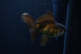 Juvenile Thai Oranda  Bronze 4 Inch (ID#1210To12c-91) Free2Day SHIPPING