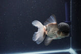 Thai Oranda  Panda 4 Inch (ID#1108To2a-67) Free2Day SHIPPING