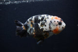 Milk Cow Ranchu  Calico 5 Inch (ID#0107R10c-98) Free2Day SHIPPING