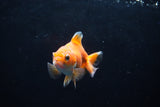 Baby Thai Oranda  Red White 3 Inch (ID#1224ToPTA-22) Free2Day SHIPPING