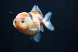 Yuan Bao Oranda  Calico 4 Inch (ID#415Yb10b-45) Free2Day SHIPPING