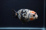 Milk Cow Ranchu  Calico 5 Inch (ID#0107R10c-98) Free2Day SHIPPING