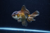 Juvenile Thai Oranda  Panda 4 Inch (ID#1210To12c-92) Free2Day SHIPPING