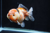 Yuan Bao Oranda  Calico 4 Inch (ID#415Yb10b-45) Free2Day SHIPPING