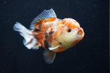 Yuan Bao Oranda  Calico 4 Inch (ID#415Yb10b-45) Free2Day SHIPPING