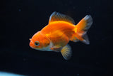 Baby Thai Oranda  Red White 3 Inch (ID#1224ToPTA-22) Free2Day SHIPPING