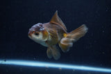 Juvenile Thai Oranda  Panda 4 Inch (ID#1210To12c-92) Free2Day SHIPPING