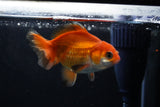 Baby Thai Oranda  Red White 3 Inch (ID#1224ToPTA-22) Free2Day SHIPPING