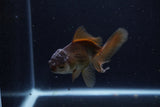 Juvenile Thai Oranda  Panda 4 Inch (ID#1210To12c-92) Free2Day SHIPPING