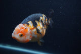 Milk Cow Ranchu  Calico 4.5 Inch (ID#0107R10c-99) Free2Day SHIPPING