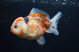 Yuan Bao Oranda  Calico 4 Inch (ID#415Yb10b-45) Free2Day SHIPPING