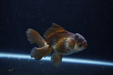 Juvenile Thai Oranda  Panda 4 Inch (ID#1210To12c-92) Free2Day SHIPPING