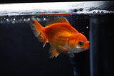 Baby Thai Oranda  Red White 3 Inch (ID#1224ToPTA-22) Free2Day SHIPPING