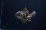 Juvenile Thai Oranda  Panda 4 Inch (ID#1210To12c-92) Free2Day SHIPPING