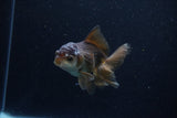 Juvenile Thai Oranda  Panda 4 Inch (ID#1210To12c-92) Free2Day SHIPPING