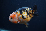 Milk Cow Ranchu  Calico 4.5 Inch (ID#0107R10c-99) Free2Day SHIPPING