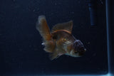 Juvenile Thai Oranda  Panda 4 Inch (ID#1210To12c-92) Free2Day SHIPPING