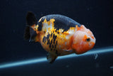 Milk Cow Ranchu  Calico 4.5 Inch (ID#0107R10c-99) Free2Day SHIPPING