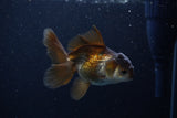 Juvenile Thai Oranda  Panda 4 Inch (ID#1210To12c-92) Free2Day SHIPPING