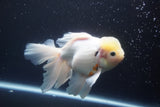 Thai Oranda  Sakura 6 Inch (ID#920To12c-68)