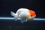 Juvenile Lionchu  Red White 3.5 Inch (ID#307R11b-10) Free2Day SHIPPING