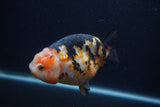 Milk Cow Ranchu  Calico 4.5 Inch (ID#0107R10c-99) Free2Day SHIPPING