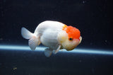 Juvenile Lionchu  Red White 3.5 Inch (ID#307R11b-10) Free2Day SHIPPING