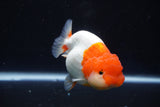 Lionchu  Red White 4 Inch (ID#1018R12a-106) Free2Day SHIPPING