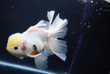 Thai Oranda  Sakura 6 Inch (ID#920To12c-68)