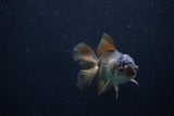 Juvenile Thai Oranda  Panda 4 Inch (ID#1210To12c-92) Free2Day SHIPPING